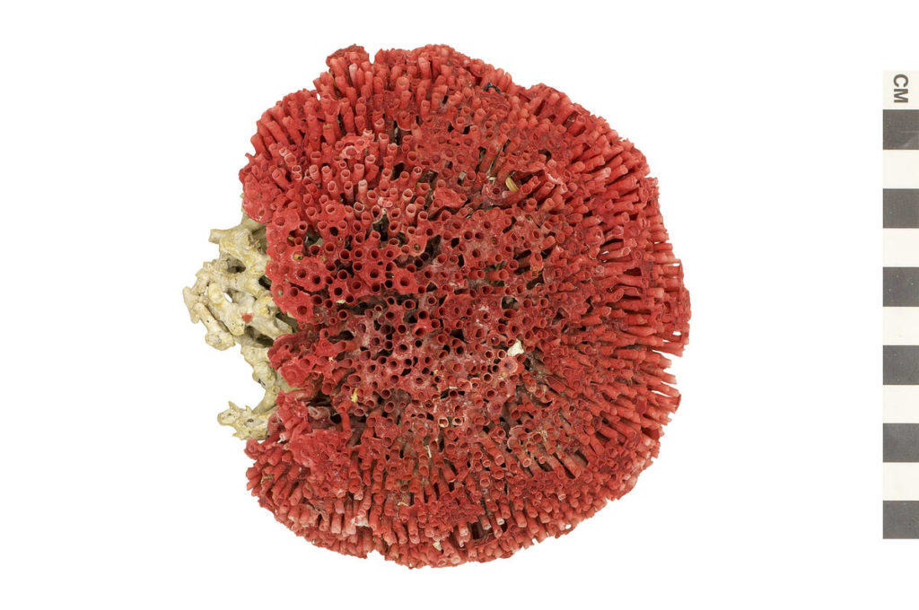 A round section of redorange pipe coral, with a centimeter scale on the right edge of the image in alternating gray and beige squares. On the left curve of the coral, the edge is eroded, and the pipes give way to bleached sections where the coral may have been separated.